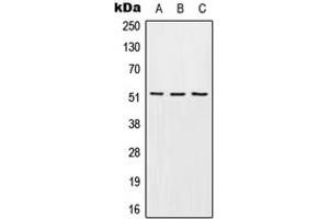 Western blot analysis of EDG6 expression in HEK293T (A), mouse liver (B), H9C2 (C) whole cell lysates. (S1PR4 Antikörper  (Center))