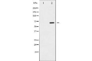 Western blot analysis of Shc phosphorylation expression in EGF treated 293 whole cell lysates,The lane on the left is treated with the antigen-specific peptide. (SHC1 Antikörper  (pTyr349))