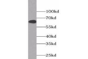 Western blot analysis of HEK-293 cells using COX2 Antibody (1/600 dilution) (COX2 Antikörper)