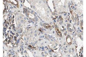 ABIN6267589 at 1/100 staining human kidney tissue sections by IHC-P.
