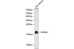 Western blot analysis of extracts of Rat kidney using HMGA1 Polyclonal Antibody at dilution of 1:3000. (HMGA1 Antikörper)