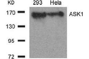 Image no. 3 for anti-Mitogen-Activated Protein Kinase Kinase Kinase 5 (MAP3K5) (Ser966) antibody (ABIN197326) (ASK1 Antikörper  (Ser966))