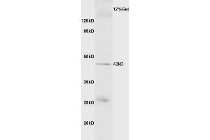Mouse skeletal muscle lysate probed with Anti GDF8/MSTN Polyclonal Antibody, Unconjugated (ABIN674469) at 1:200 overnight at 4 °C.