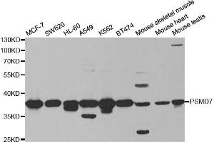 Western Blotting (WB) image for anti-Proteasome (Prosome, Macropain) 26S Subunit, Non-ATPase, 7 (PSMD7) antibody (ABIN1876544) (PSMD7 Antikörper)