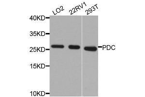Western blot analysis of extracts of various cell lines, using PDC antibody. (Phosducin Antikörper  (AA 1-246))