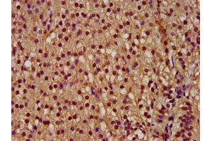 IHC image of ABIN7166863 diluted at 1:300 and staining in paraffin-embedded human adrenal gland tissue performed on a Leica BondTM system. (PYGO2 Antikörper  (AA 175-325))