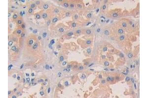 Immunohistochemistry (IHC) image for anti-Nucleobindin 2 (NUCB2) (AA 25-104) antibody (ABIN1860073)