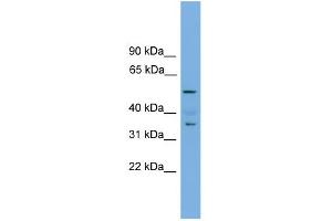 WB Suggested Anti-Nobox Antibody Titration: 0.