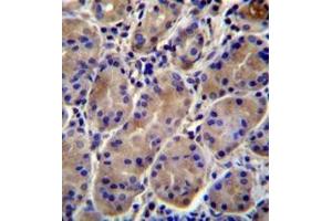 Immunohistochemistry analysis in formalin fixed and paraffin embedded human stomach tissue reacted with KCNJ13 Antibody (N-term) followed which was peroxidase conjugated to the secondary antibody and  followed by DAB staining. (KCNJ13 Antikörper  (N-Term))