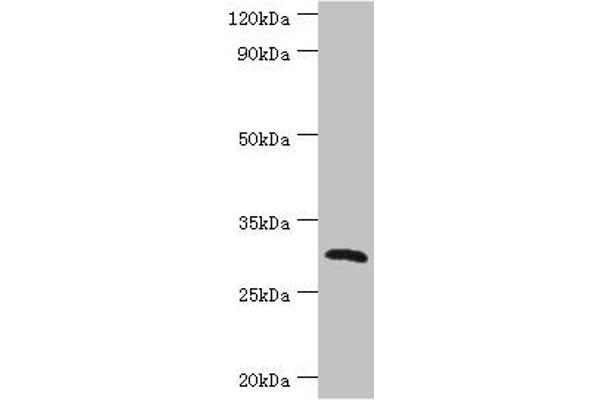 CLEC12A Antikörper  (AA 66-265)