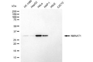 Western blotting analysis using NMNAT1 antibody (ABIN7799594). (NMNAT1 Antikörper)