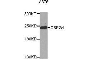 Western blot analysis of extracts of A375 cell line, using CSPG4 antibody. (NG2 Antikörper  (AA 1950-2210))