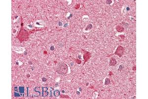 ABIN870654 (5µg/ml) staining of paraffin embedded Human Cortex. (DOC2A Antikörper  (AA 233-246))