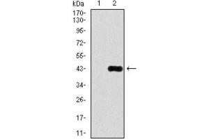 Western Blotting (WB) image for anti-delta-Like 4 (DLL4) antibody (ABIN1846319) (DLL4 Antikörper)