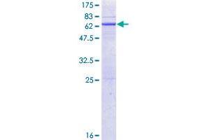 Hydroxyacid Oxidase 2 (HAO2) (AA 1-351) protein (GST tag)