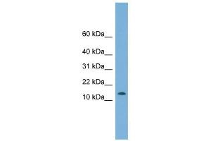 CHCHD1 antibody used at 1 ug/ml to detect target protein. (CHCHD1 Antikörper  (N-Term))