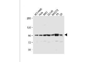 All lanes : Anti-ABCF1 Antibody (C-term) at 1:1000 dilution Lane 1: NCI- whole cell lysate Lane 2: Hela whole cell lysate Lane 3: K562 whole cell lysate Lane 4: D whole cell lysate Lane 5: NIH/3T3 whole cell lysate Lane 6: F9 whole cell lysate Lane 7: C6 whole cell lysate Lysates/proteins at 20 μg per lane. (ABCF1 Antikörper  (C-Term))