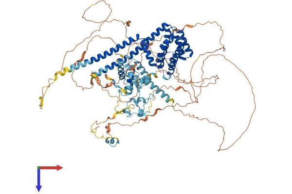 CHERP Protein (AA 1-916) (His tag)