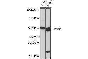 Western blot analysis of extracts of various cell lines, using Renin Rabbit mAb (ABIN7269913) at 1:1000 dilution. (Renin Antikörper)