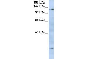 WB Suggested Anti-FMNL2 Antibody Titration:  0. (FMNL2 Antikörper  (N-Term))