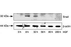 HepG2 cells were incubated with HGF for the indicated time periods.