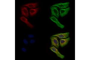 ABIN7094871 and ABIN7098923 staining Hela cells by IF/ICC. (SREBF chaperone Antikörper  (Internal Region))