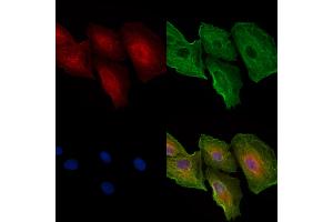 ABIN6258626 and ABIN6274597 staining  cells by IF/ICC. (Cadherin-16 Antikörper  (C-Term))