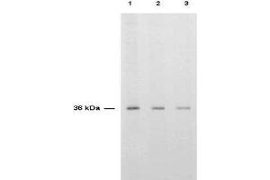 Anti-TS is shown to detect thymidylate synthase present in a HeLa cell extract. (TYMS Antikörper)