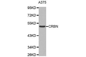 Western Blotting (WB) image for anti-Cereblon (CRBN) antibody (ABIN1876059) (CRBN Antikörper)