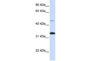 CDK3 antibody (70R-10467) used at 0.
