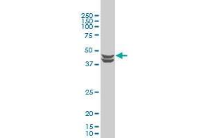 Western Blotting (WB) image for anti-Casein Kinase 2 alpha 1 (CSNK2A1) (AA 1-100) antibody (ABIN514706)