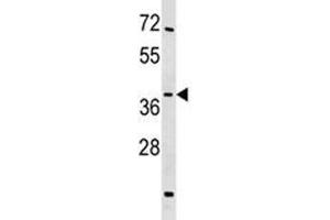 SIRT4 antibody western blot analysis in mouse testis tissue lysate. (SIRT4 Antikörper  (AA 67-95))