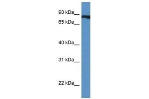 Western Blot showing CUL4A antibody used at a concentration of 1 ug/ml against Fetal Heart Lysate (Cullin 4A Antikörper  (Middle Region))