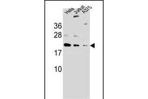 ARL6IP6Antibody (N-term) (ABIN657260 and ABIN2846355) western blot analysis in ,Hela,Jurkat cell line lysates (35 μg/lane). (ARL6IP6 Antikörper  (N-Term))
