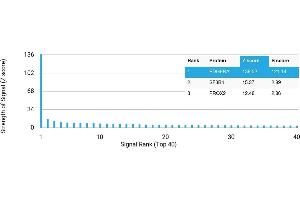 Protein Array (PAr) image for anti-Platelet Derived Growth Factor Receptor alpha (PDGFRA) antibody (ABIN7455972) (PDGFRA Antikörper)