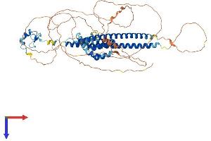 CBFA2T3 Protein (AA 1-620) (His tag)