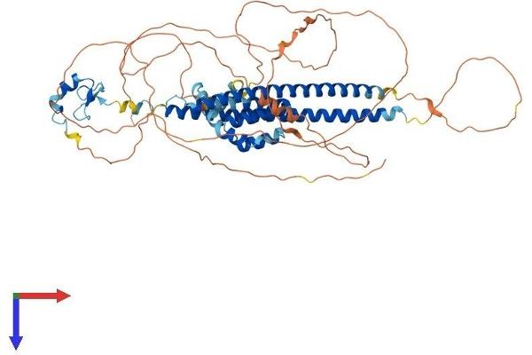 CBFA2T3 Protein (AA 1-620) (His tag)