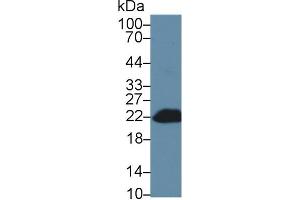 Detection of Bid in Mouse Blood Cells lysate using Polyclonal Antibody to BH3 Interacting Domain Death Agonist (Bid) (BID Antikörper  (AA 1-195))