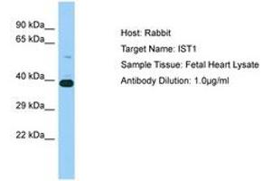 Image no. 1 for anti-Increased Sodium Tolerance 1 Homolog (IST1) (N-Term) antibody (ABIN6750206) (IST1 Antikörper  (N-Term))
