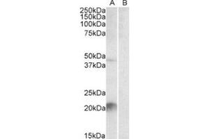 Western Blotting (WB) image for anti-Kallikrein 6 (KLK6) (C-Term) antibody (ABIN2464235) (Kallikrein 6 Antikörper  (C-Term))