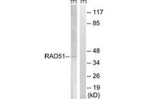 Western Blotting (WB) image for anti-DNA Repair Protein Homolog 1 (RAD51) (AA 275-324) antibody (ABIN2889157) (RAD51 Antikörper  (AA 275-324))