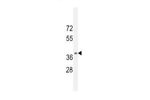 NPSR1 Antibody (C-term) (ABIN654640 and ABIN2844337) western blot analysis in mouse kidney tissue lysates (35 μg/lane). (NPSR1 Antikörper  (C-Term))