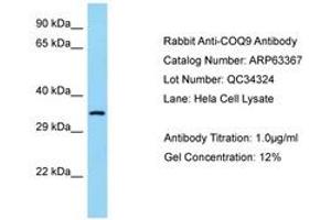 Image no. 1 for anti-Coenzyme Q9 Homolog (COQ9) (AA 36-85) antibody (ABIN6749976) (COQ9 Antikörper  (AA 36-85))