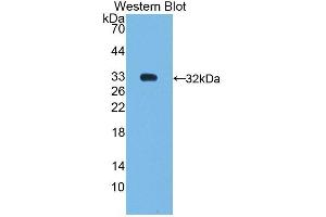 Western Blotting (WB) image for anti-Nuclear Receptor Subfamily 0, Group B, Member 2 (NR0B2) (AA 1-257) antibody (ABIN7440809)