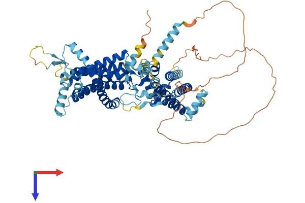 TMEM48 Protein (AA 1-674) (His tag)