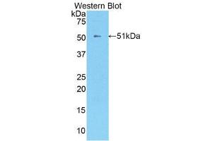 Western Blotting (WB) image for anti-Kallikrein 8 (KLK8) (AA 33-250) antibody (ABIN3208080) (Kallikrein 8 Antikörper  (AA 33-250))