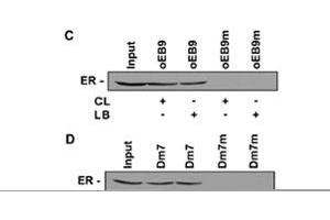 Bioactivity measured with Activity Assay (Estrogen Receptor alpha Protein (Transcript Variant 1) (Myc-DYKDDDDK Tag))