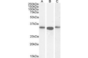 ABIN184748 (0. (ARPC2 Antikörper  (C-Term))