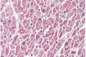 anti-G protein beta subunit-like (GBL) (C-Term) antibody