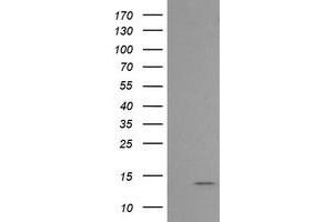 Image no. 1 for anti-Melan A (MLANA) antibody (ABIN1499425) (MLANA Antikörper)
